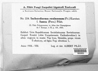Image of Ischnoderma resinosum